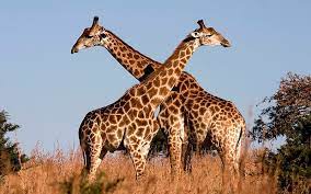 Zürafa uzun boynuna nasıl kavuştu? - Herkese Bilim Teknoloji